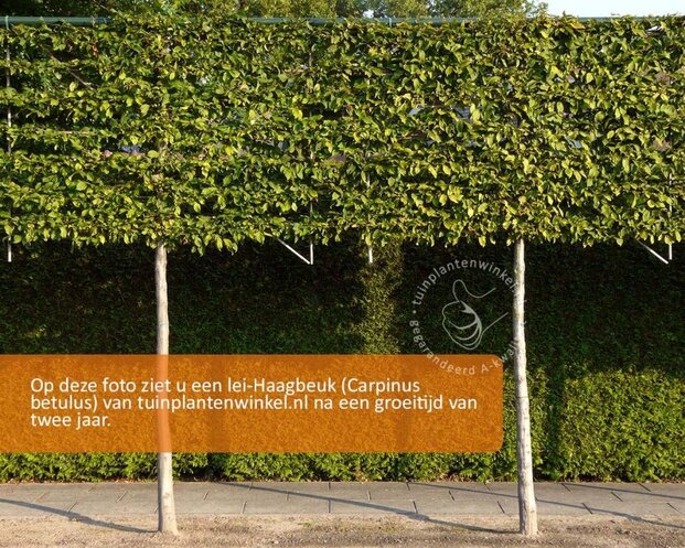 Lei-Haagbeuk - Basic - pakket 4 stuks + EXTRA'S!