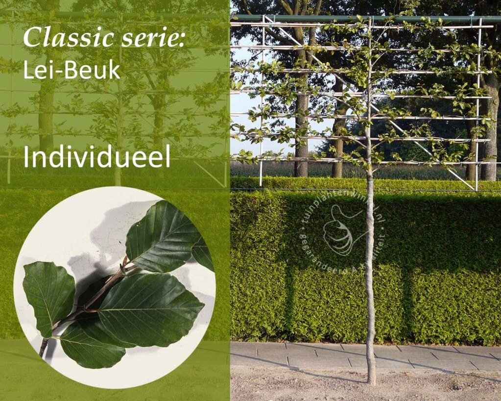 Lei-Groene Beuk - Classic - individueel geen extra's