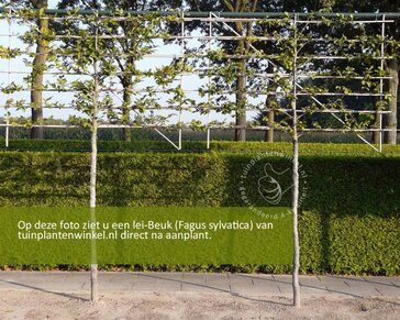 Lei-Groene Beuk - Classic - individueel geen extra's
