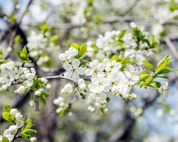 Prunus domestica 'Reine Claude D'Oullins' - U-Vorm