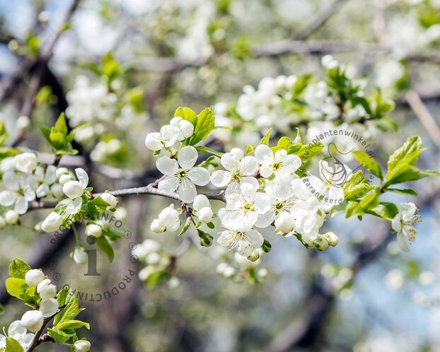 Prunus domestica 'Reine Claude D'Oullins' - U-Vorm