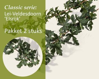 Lei-Veldesdoorn - Classic - pakket 2 stuks + EXTRA'S!