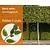 Lei-Haagbeuk - Basic - pakket 5 stuks + EXTRA'S!