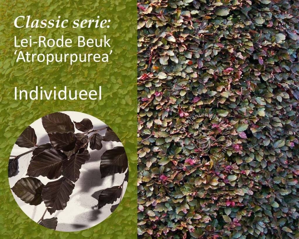 Lei-Rode Beuk - Classic - individueel geen extra's