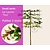 Lei-Laurier lusitanica 'Tico' - Small - pakket 2 stuks + EXTRA'S!