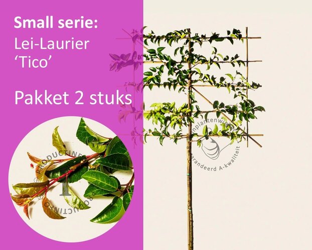 Lei-Laurier lusitanica 'Tico' - Small - pakket 2 stuks + EXTRA'S!