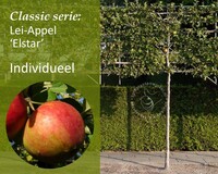 Lei-Appel 'Elstar' - Classic - individueel geen extra's