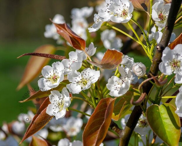 Pyrus pyrifolia 'Nijisseiki' - halfstam
