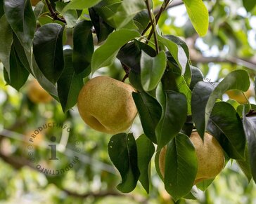 Pyrus pyrifolia 'Nijisseiki' - halfstam