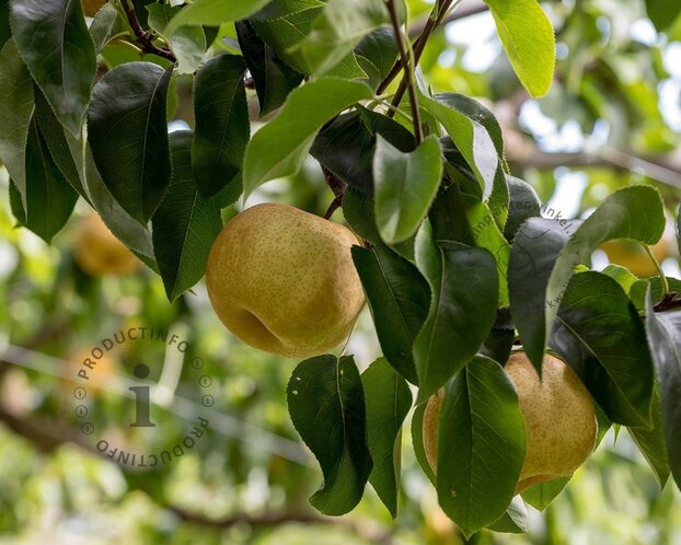 Pyrus pyrifolia 'Nijisseiki' - halfstam