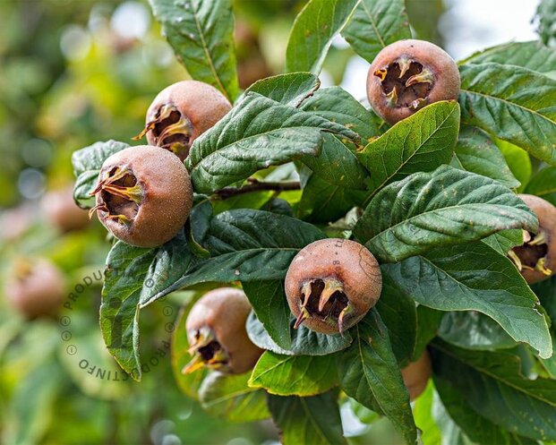 Mespilus germanica 'Westerveld' - halfstam