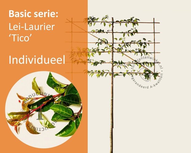 Lei-Laurier lusitanica 'Tico' - Basic - individueel geen extra's