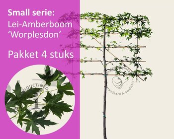 Lei-Amberboom - Small - pakket 4 stuks + EXTRA'S!