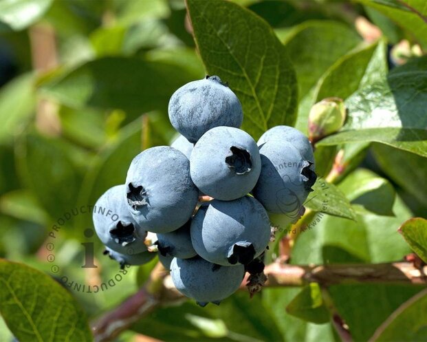 Vaccinium corymbosum 'Darrow'