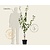 Prunus domestica 'Victoria' - laagstam