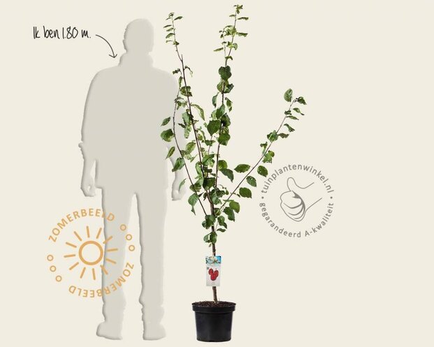 Prunus domestica 'Victoria' - laagstam