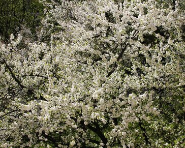 Prunus domestica 'Hauszwetsche' - halfstam