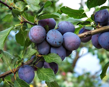Prunus domestica 'Hauszwetsche' - halfstam