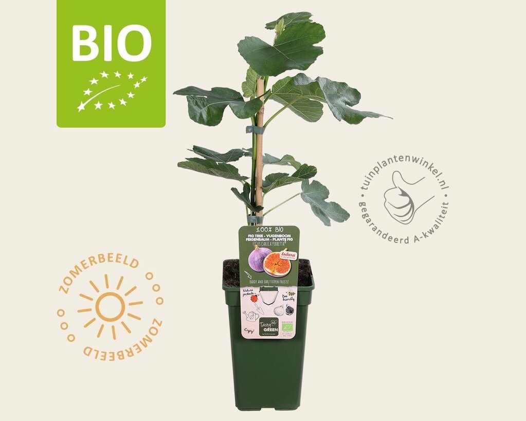 Ficus carica 'Perretta' - BIO