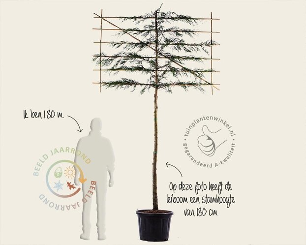 Lei-Conifeer leylandii - Basic - pakket 6 stuks + EXTRA'S!