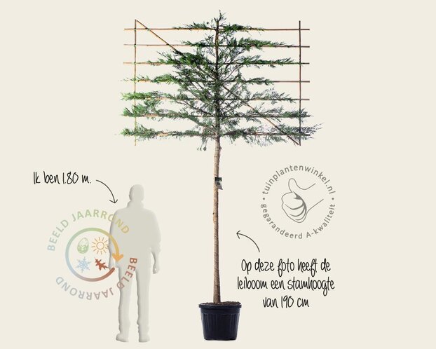 Lei-Conifeer leylandii - Classic - pakket 6 stuks + EXTRA'S!