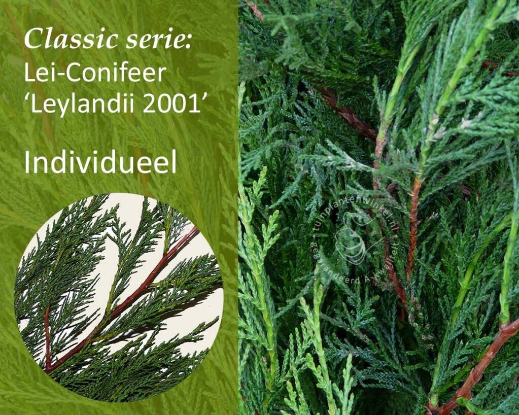 Lei-Conifeer leylandii - Classic - individueel geen extra's