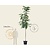 Juglans regia - hoogstam