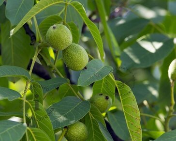 Juglans regia - hoogstam