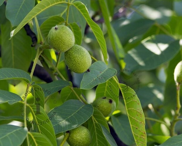 Juglans regia - hoogstam