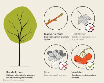 Juglans regia - hoogstam