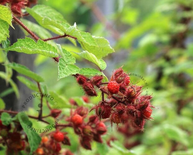Rubus phoenicolasius