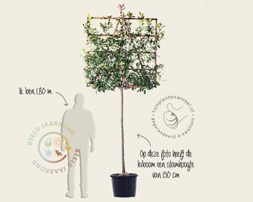 Lei-Photinia - 120 - pakket 3 stuks + EXTRAS!