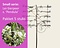 Lei-Sierpeer salicifolia 'Pendula' - Small - pakket 5 stuks + EXTRA'S! Foto 1