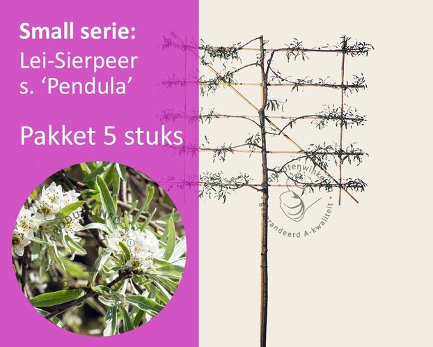 Lei-Sierpeer salicifolia 'Pendula' - Small - pakket 5 stuks + EXTRA'S!