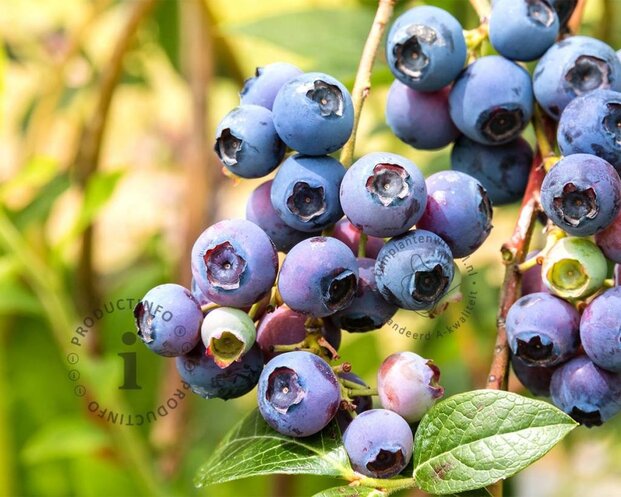 Vaccinium corymbosum 'Northland'