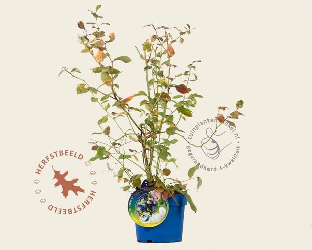 Vaccinium corymbosum 'Northland'