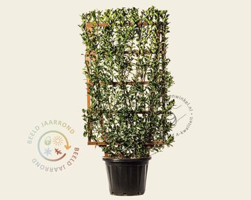 Euonymus japonicus - In rek 70x120 cm