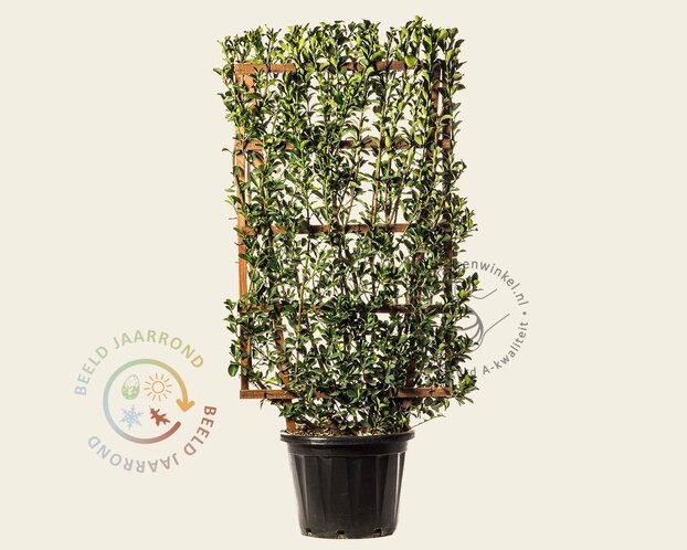 Euonymus japonicus - In rek 70x120 cm