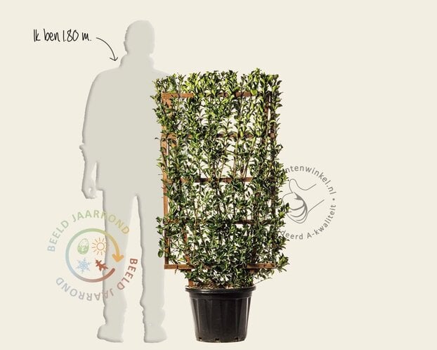 Euonymus japonicus - In rek 70x120 cm