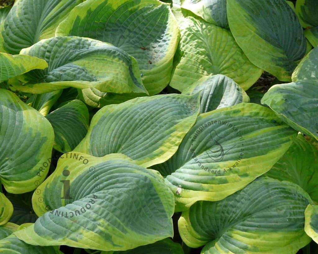 Hosta sieboldiana 'Frances Williams'