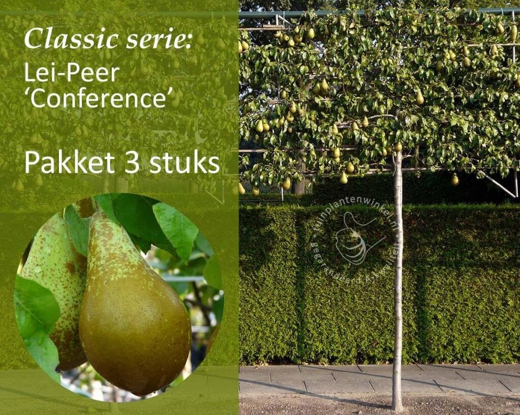 Lei-Peer 'Conference' - Classic - pakket 3 stuks + EXTRA'S!