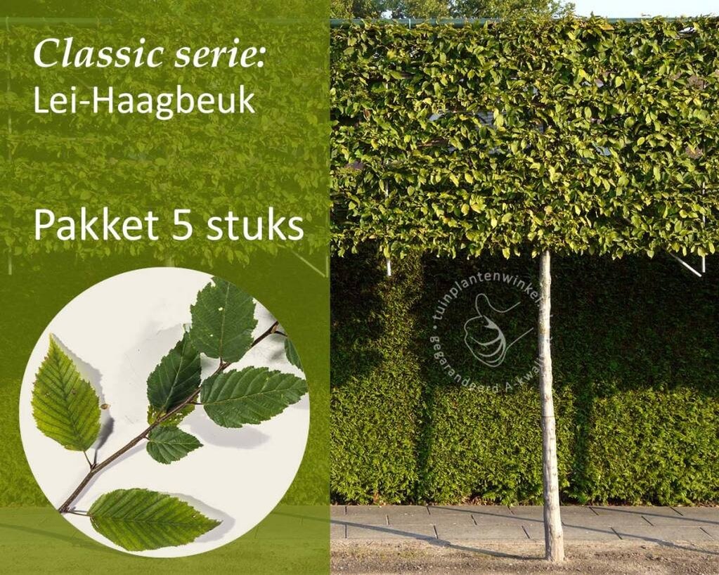 Lei-Haagbeuk - Classic - pakket 5 stuks + EXTRA'S!