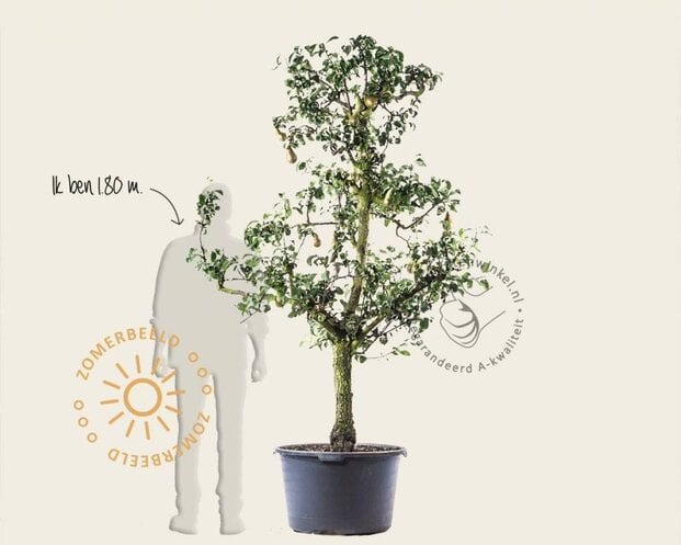Alleen in winkel Pyrus communis 'Conference' - oude laagstam