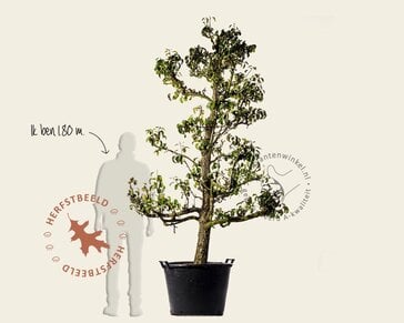 Alleen in winkel Pyrus communis 'Conference' - oude laagstam