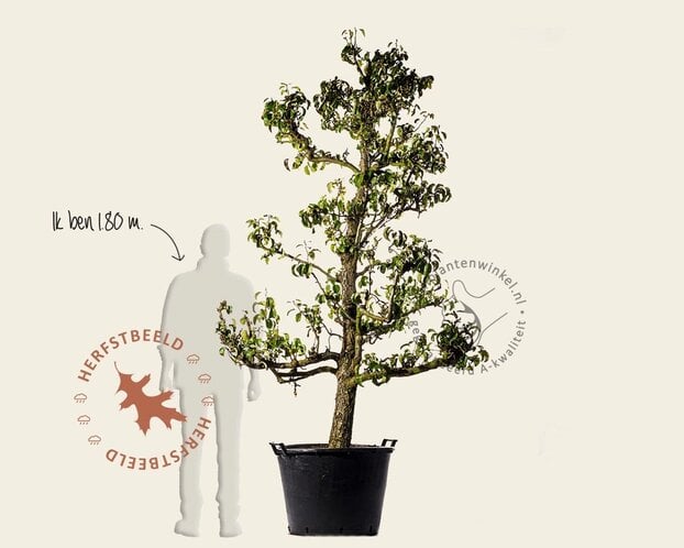 Alleen in winkel Pyrus communis 'Conference' - oude laagstam
