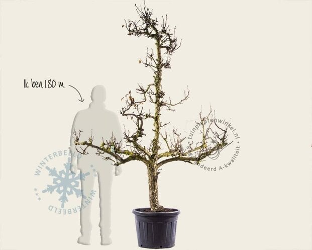 Alleen in winkel Pyrus communis 'Conference' - oude laagstam