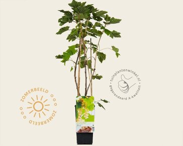 Ribes rubrum 'Werdavia'
