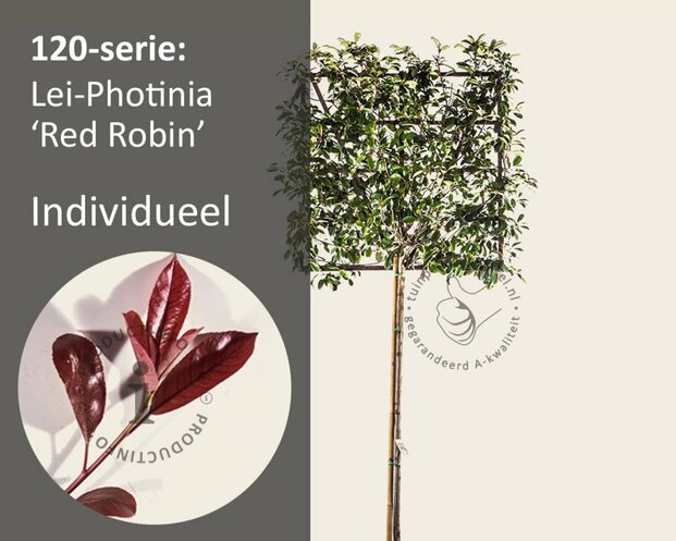 Lei-Photinia - 120 - individueel geen extra's