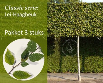 Lei-Haagbeuk - Classic - pakket 3 stuks + EXTRA'S!