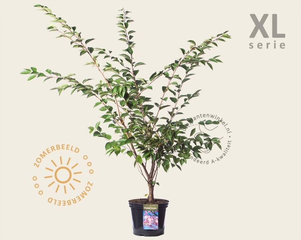 Prunus 'Accolade' - XL